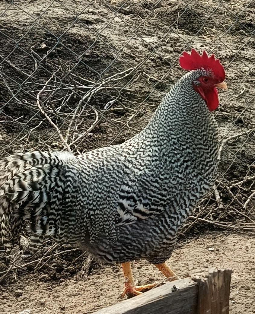 Kohút 🐓