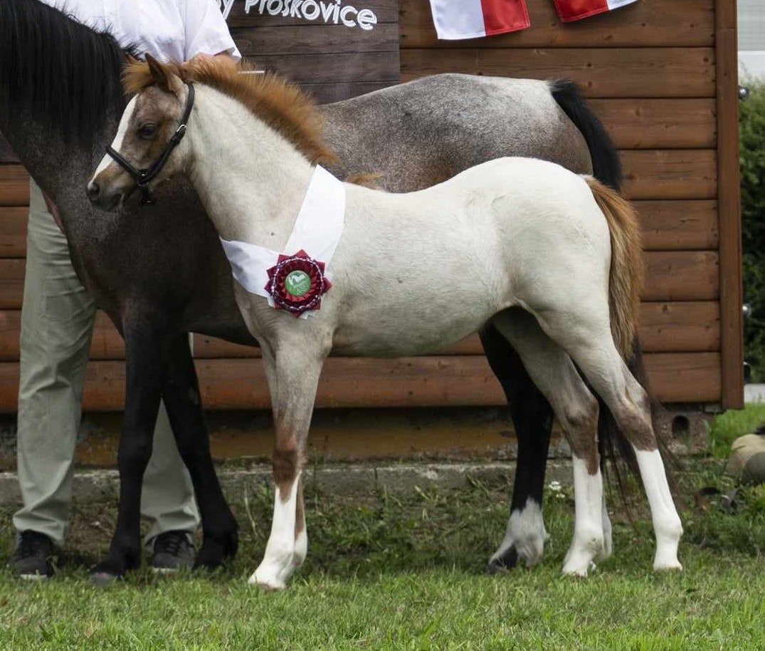 Roční klisnička welsh pony B