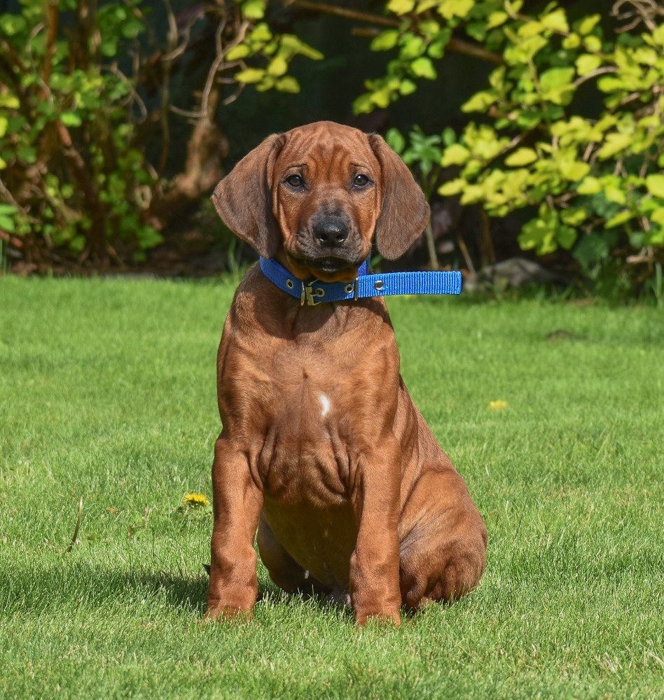 Rhodesian / Rhodéský Ridgeback s PP