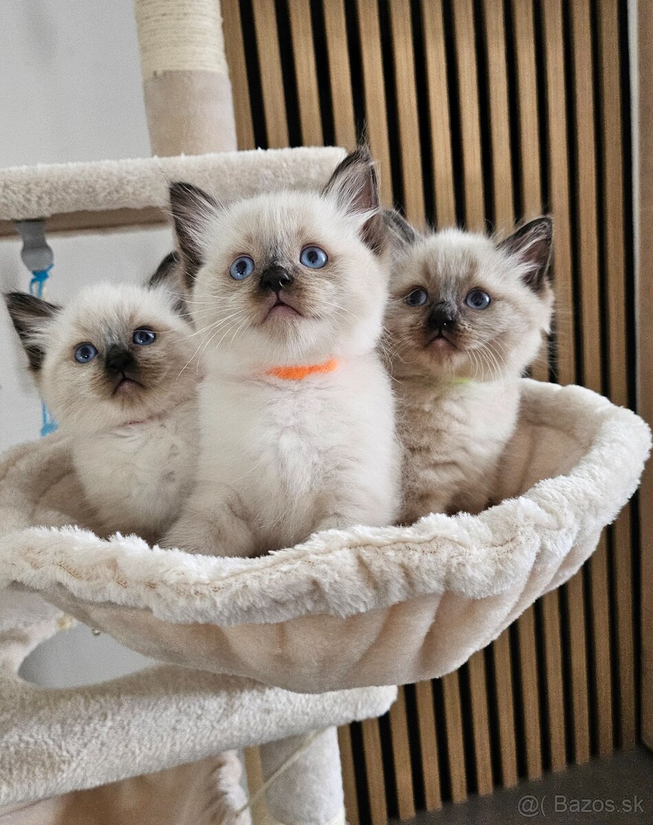 Ragdoll mačiatka