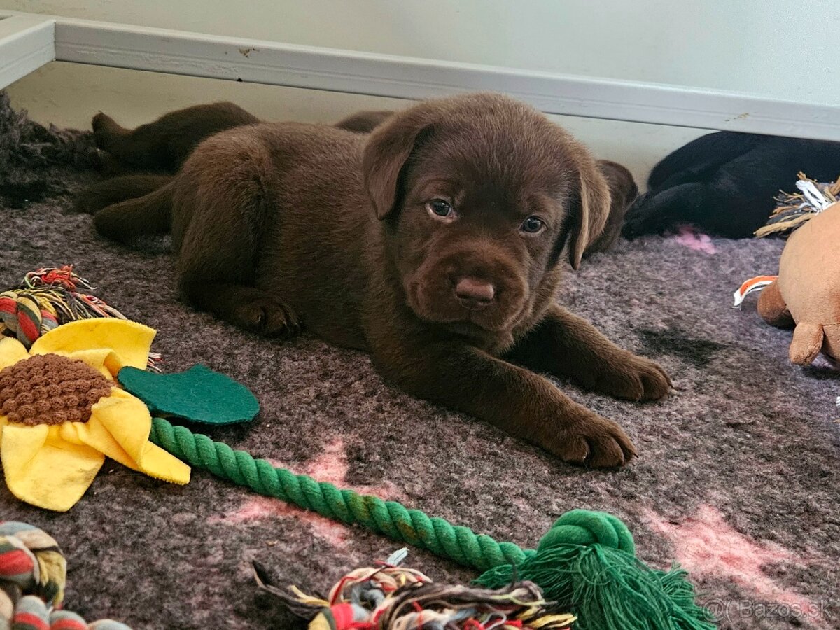 Labrador šteniatka s PP