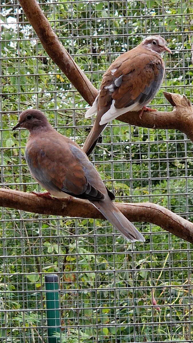 Hrdličky Senegálske