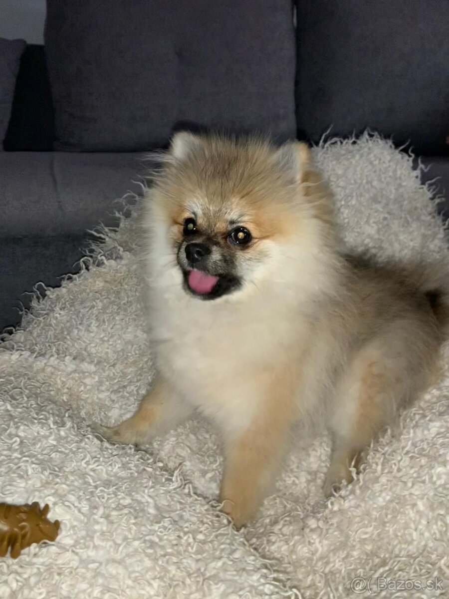 Pomeranian