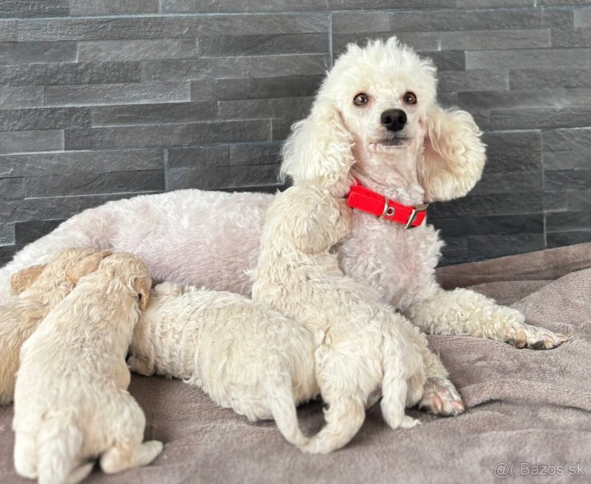 Toy pudel mini