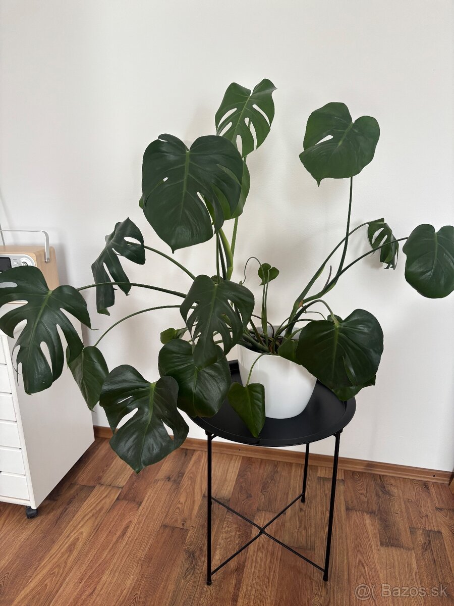 Monstera