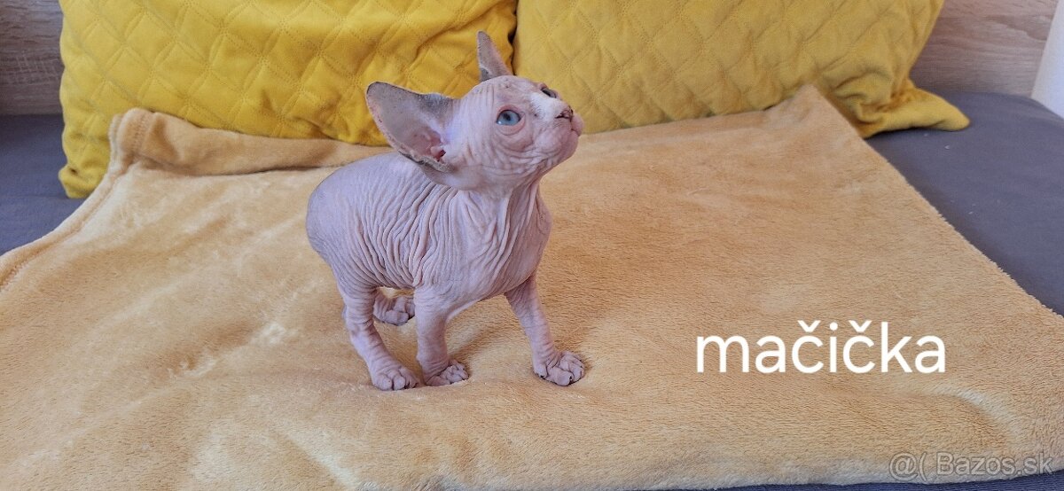 Mačiatka Kanadský sphynx bez PP