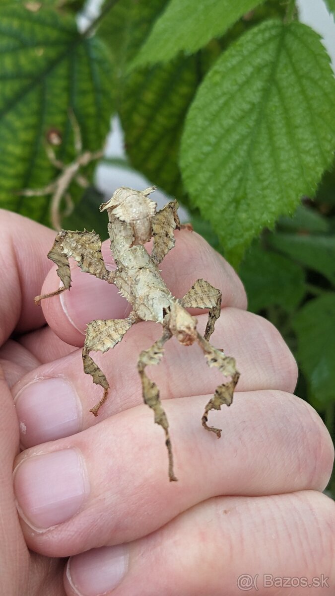 Extatosoma tiaratum