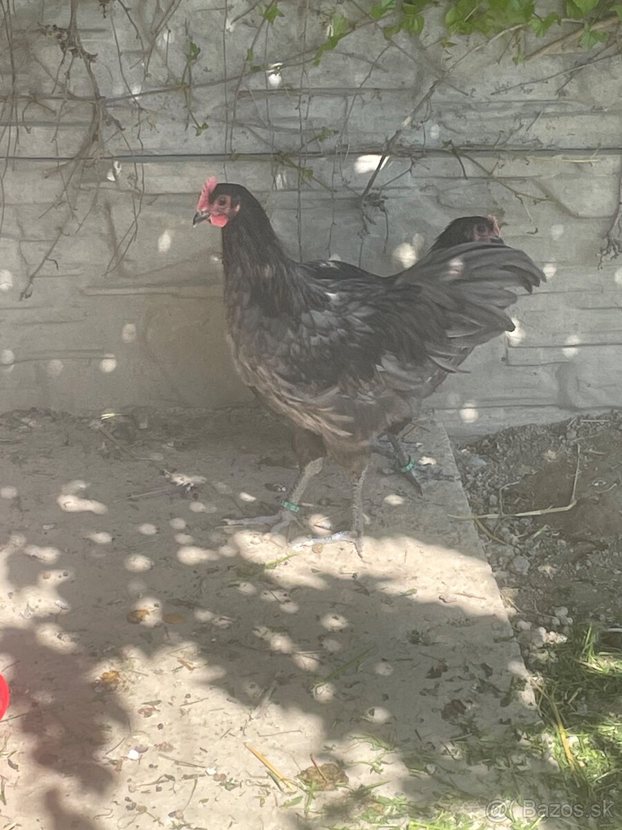 Australorp modrá