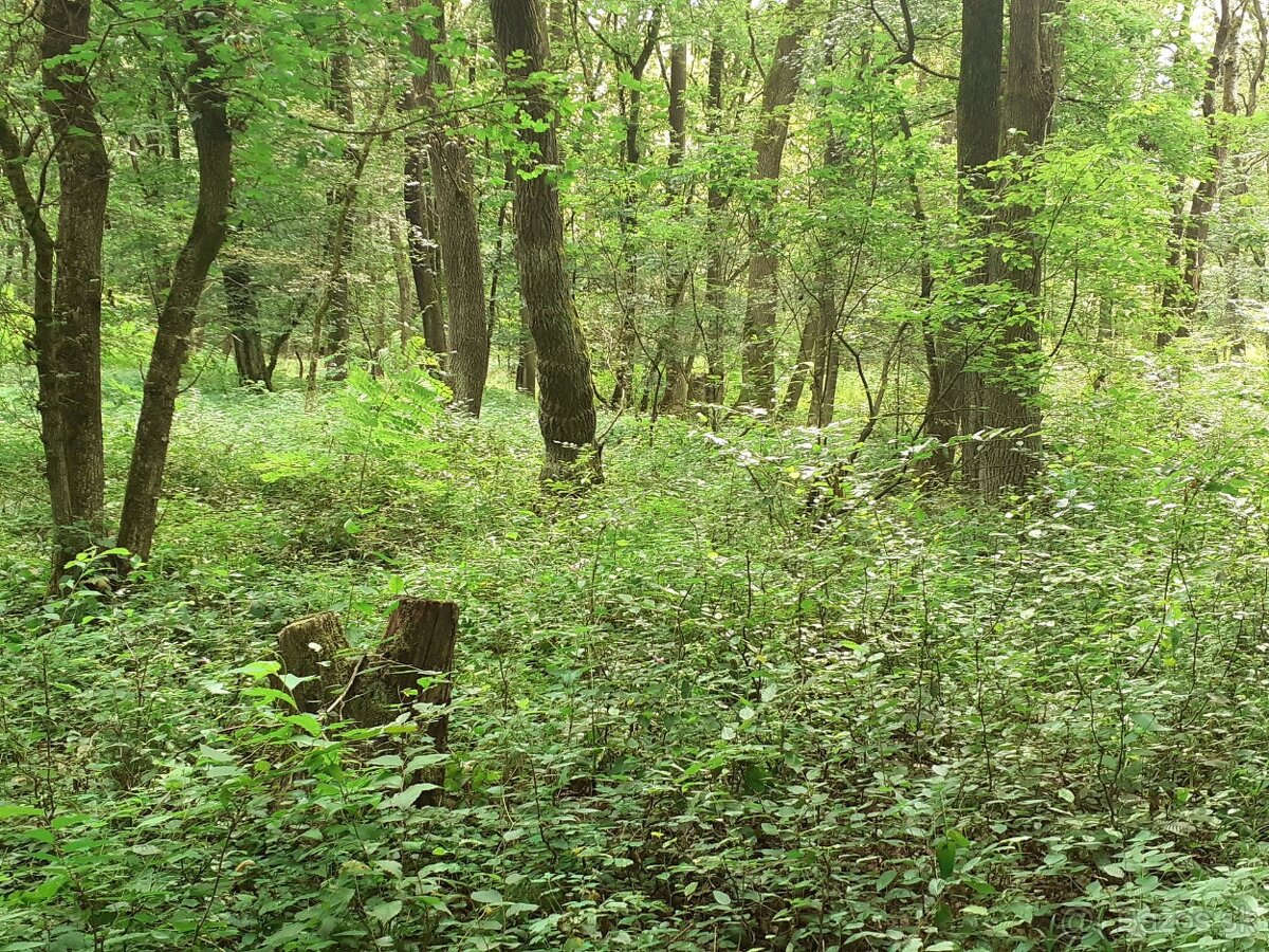 Čičarovce - 4.700 m2 LESNÉ POZEMKY