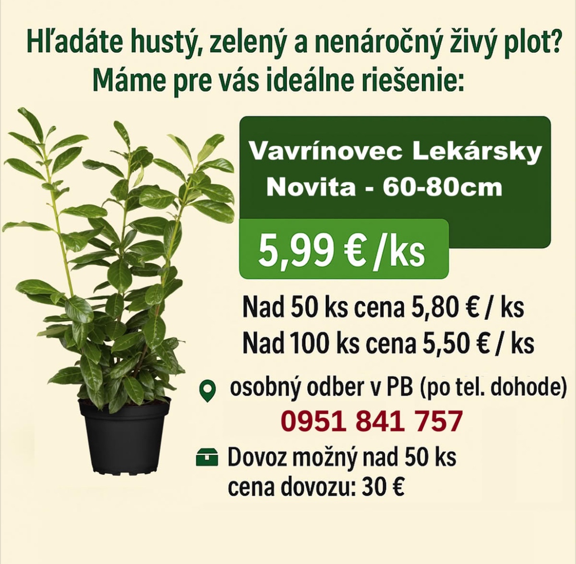 Vavrinovec Novita 80cm/6€ - dovoz