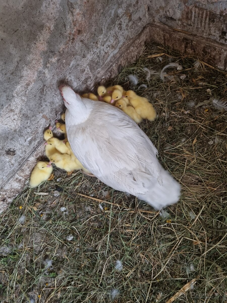 pizmové kacice