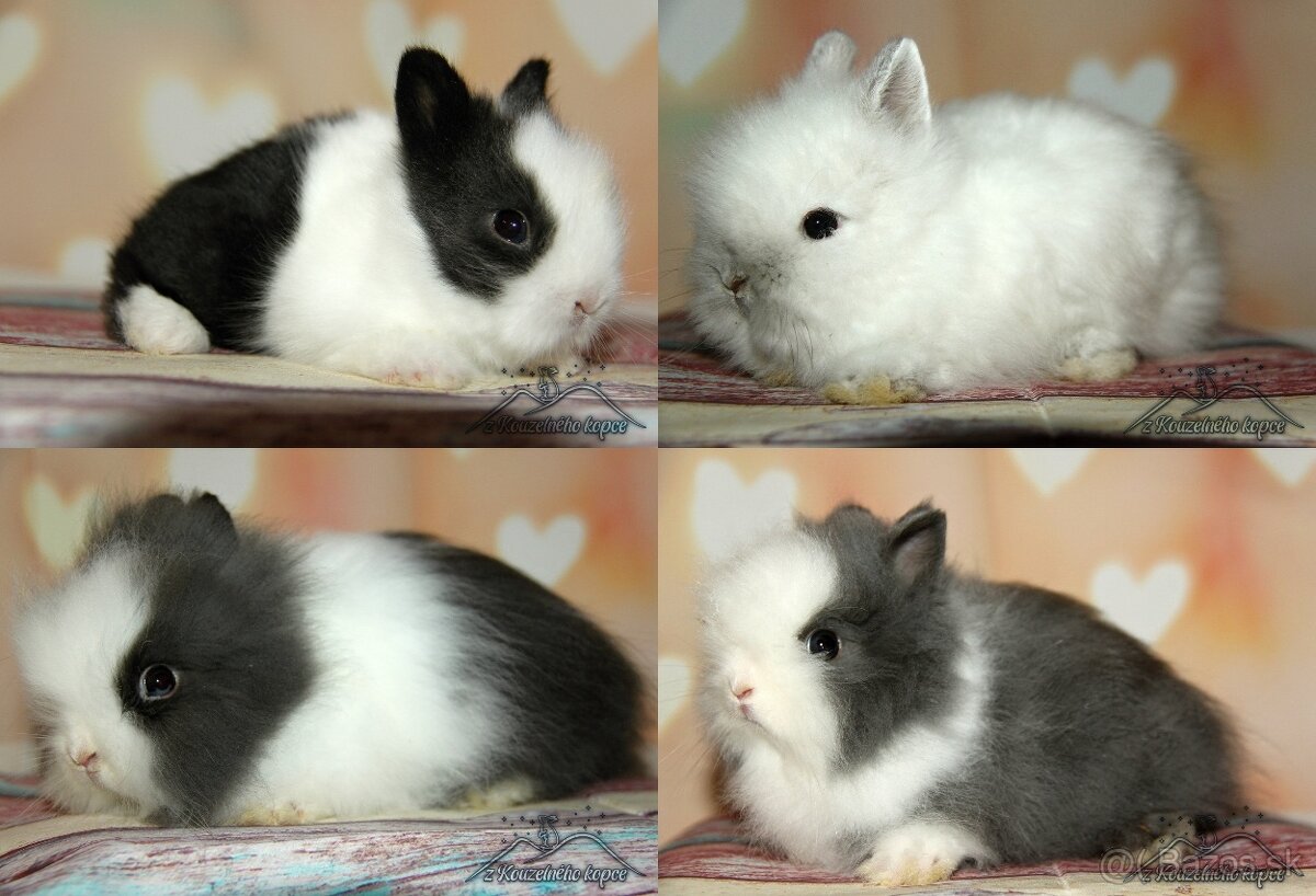 Zdrobnené Teddy,Minilop - 4.7. Žilina, Poprad, Prešov