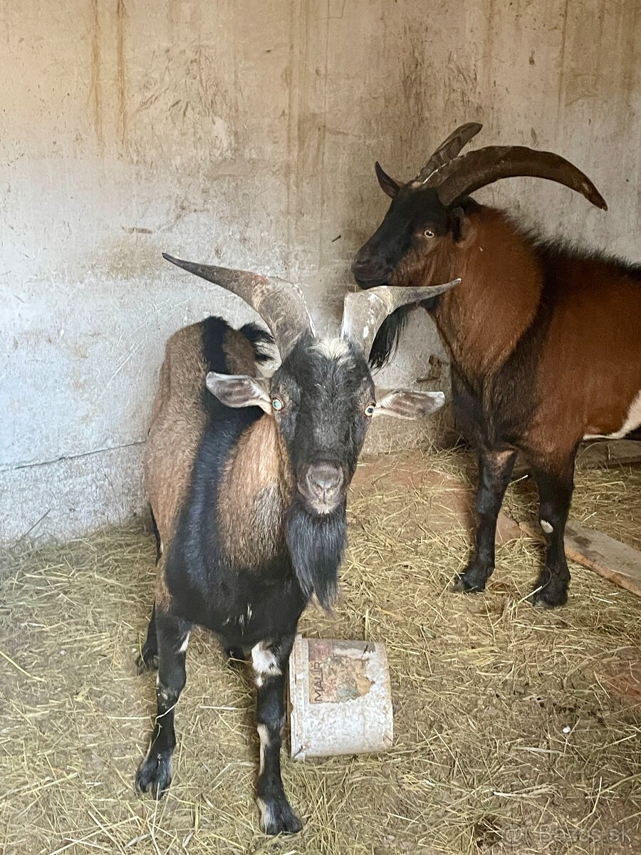 Kozy, capko