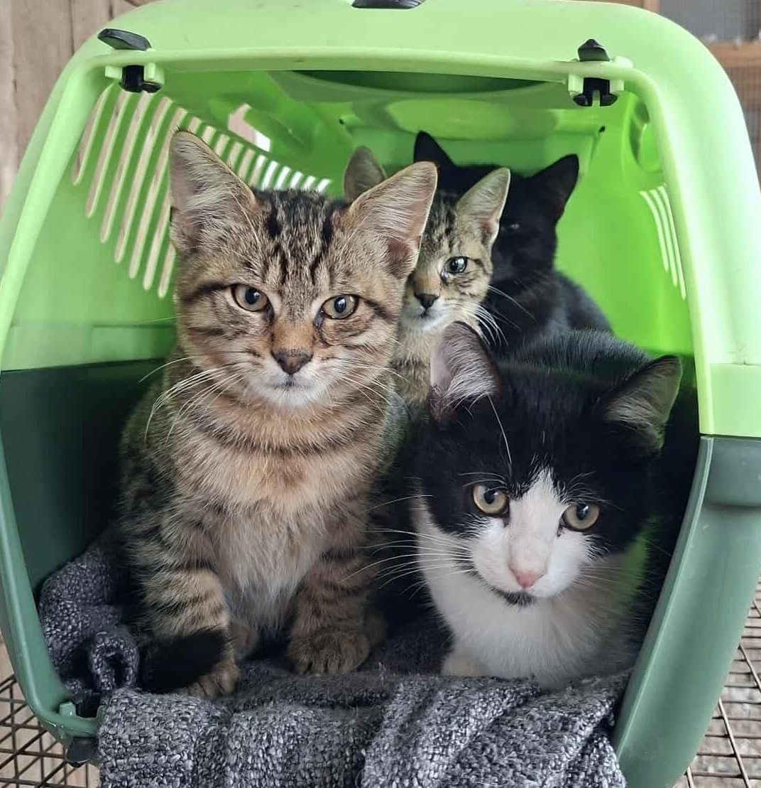 Mačičky do dobrých rúk