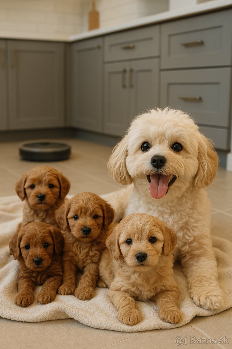 Maltipoo cavapoo Cockapoo