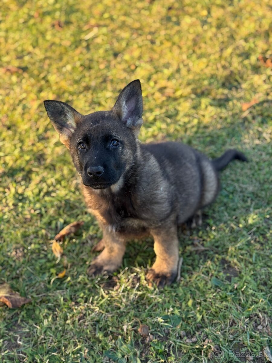 Šteniatka nemecký ovčiak s PP