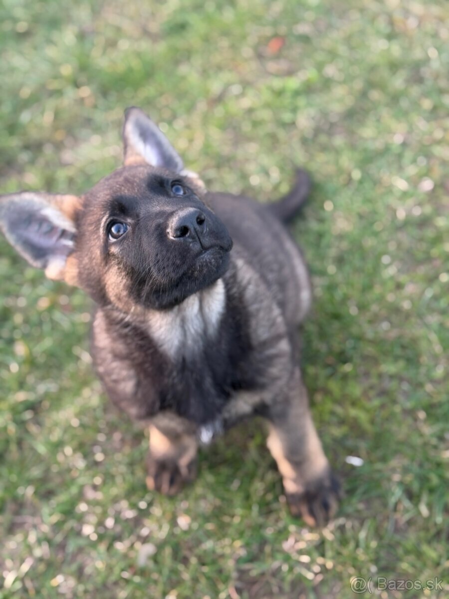 Vlkosedy psik a čierna fenka nemecky ovciak s pp