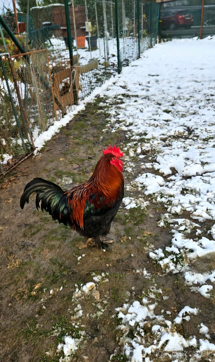Maranská medenokrká-  kohút
