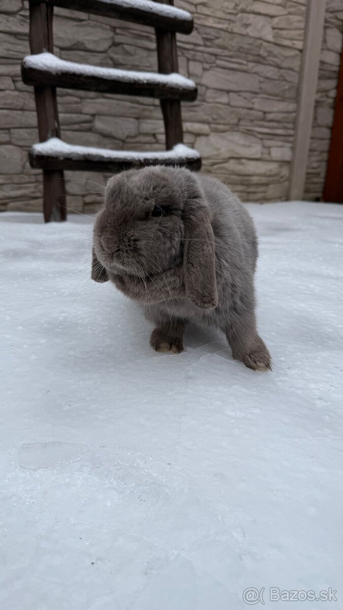 Zákrslý králik minilop❤️