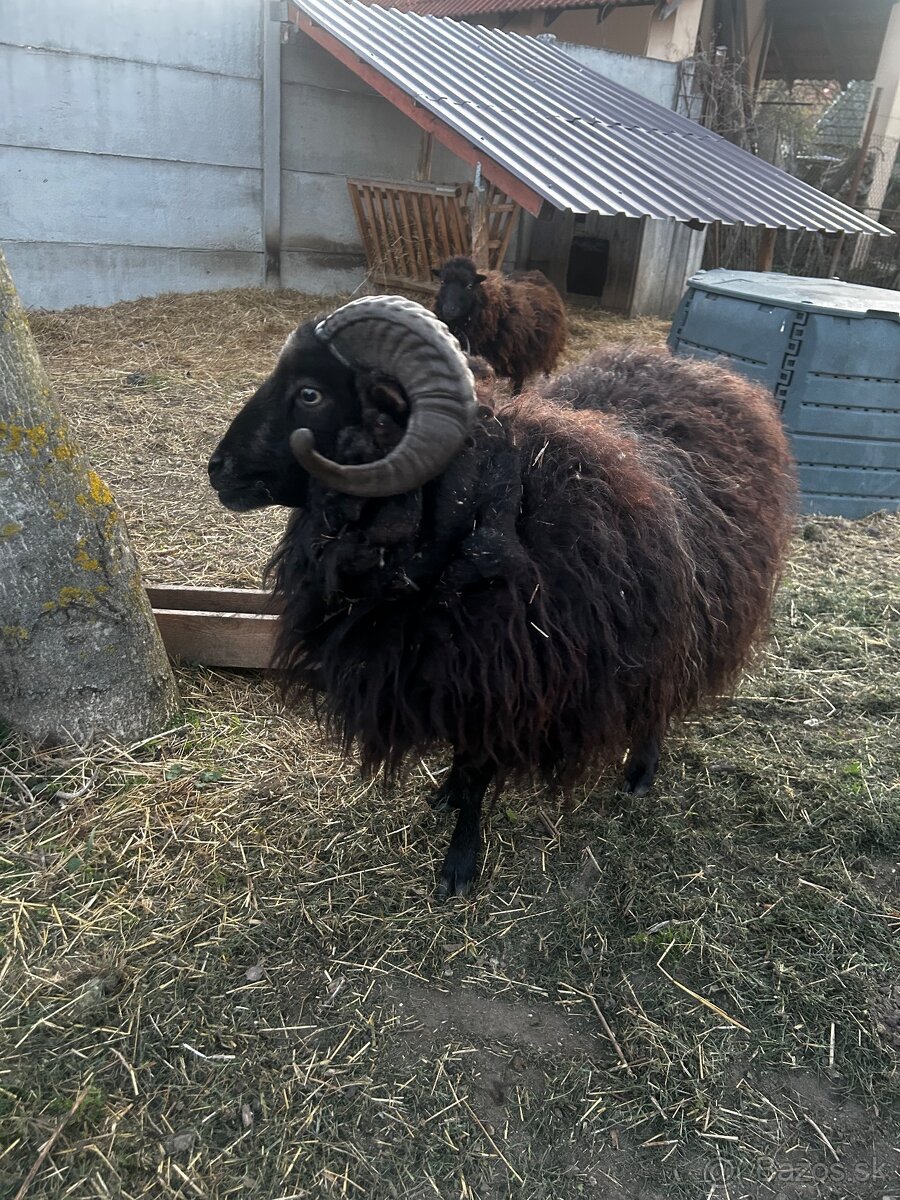 Predam mini barana