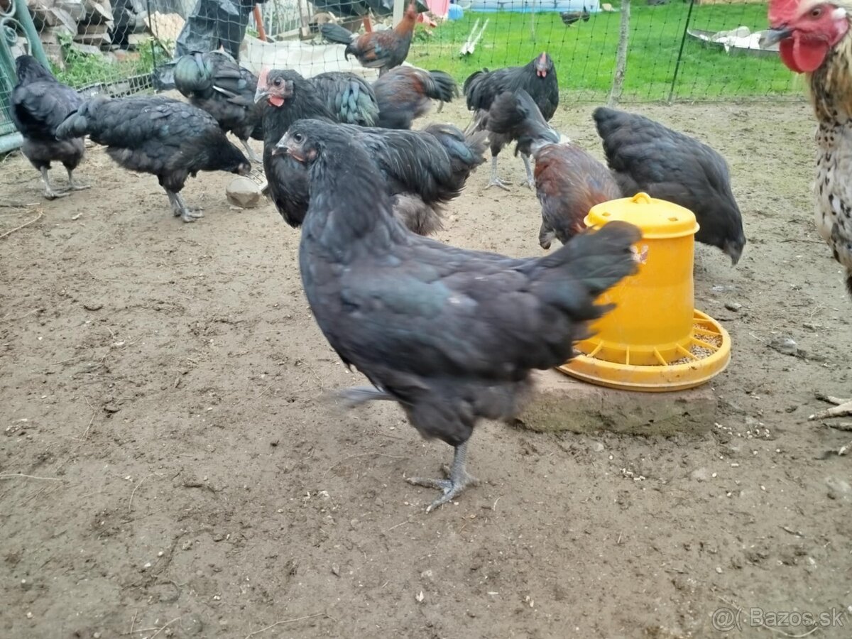 Australorpka čierna veľká