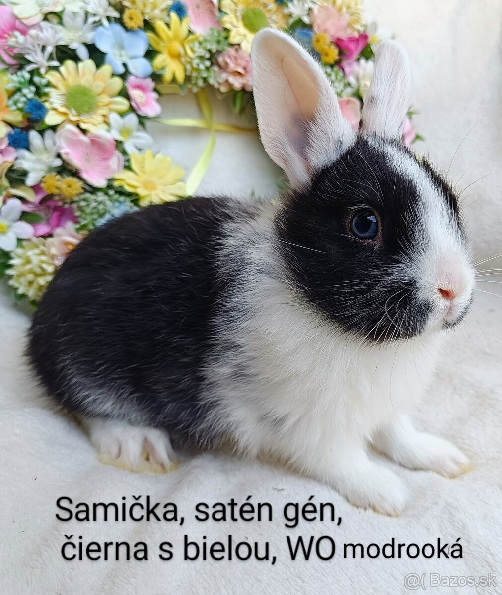 Zakrslé ( zdrobnené) kraliky s VP, mláďatká satén gén