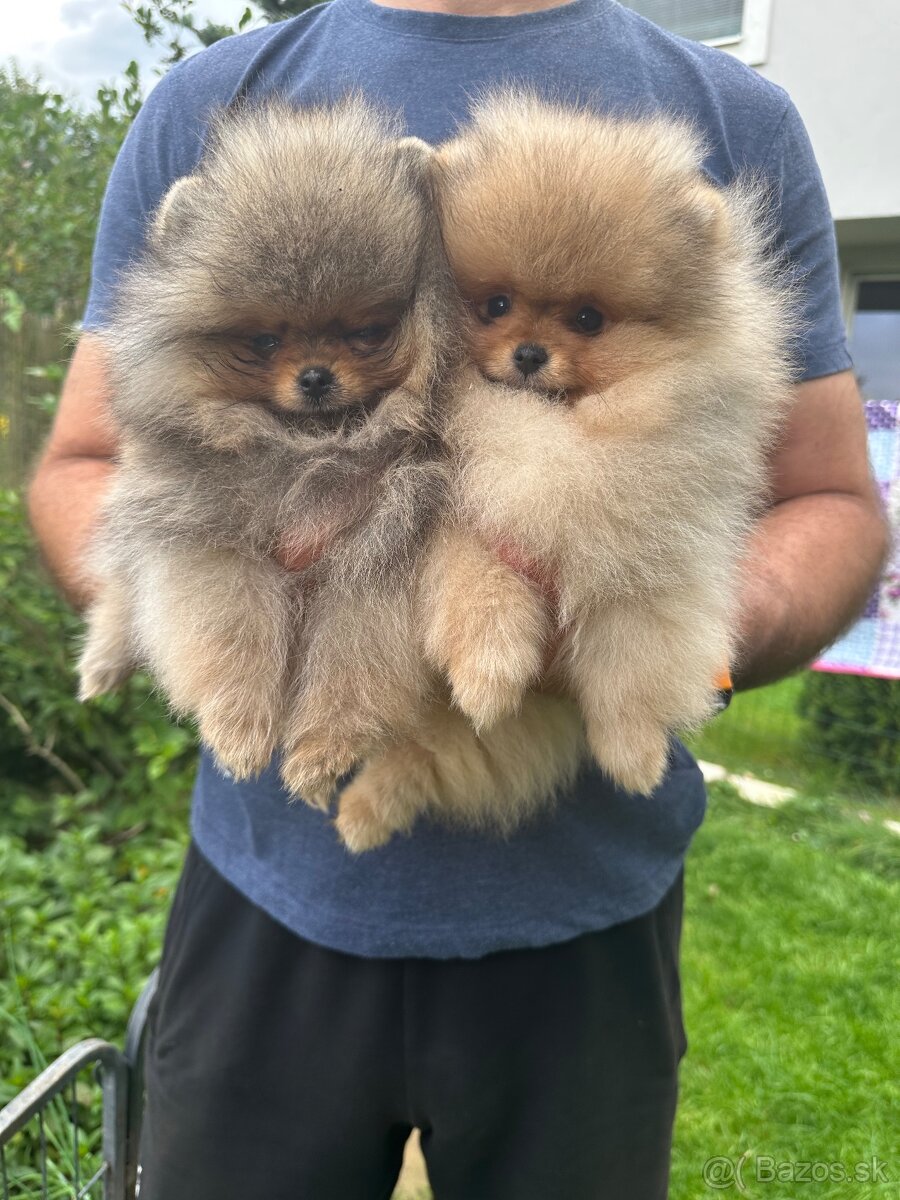 Pomeranian s pp FCI