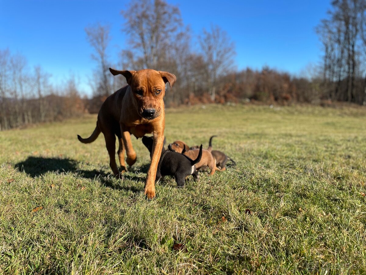Šteniatka po super rodičoch ❤️