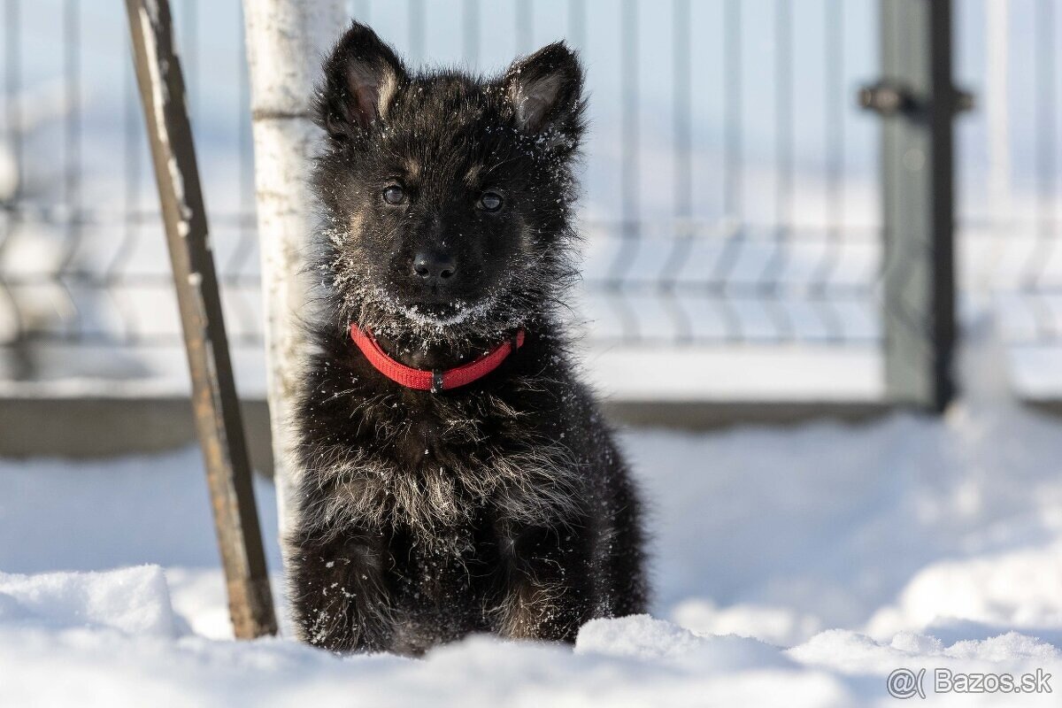 Nemecký ovčiak - šteniatko, predaj.