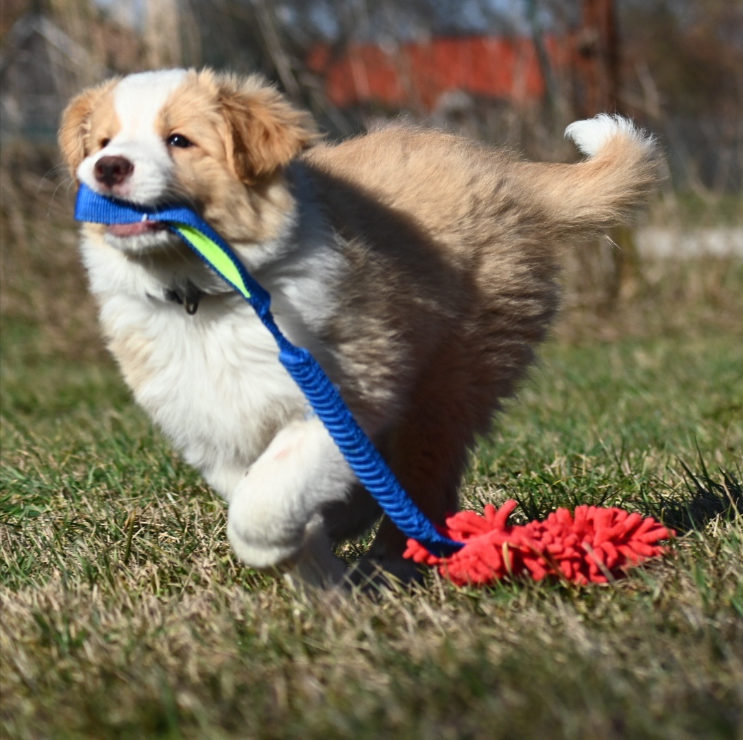 Border Collie / Border Kólia s PP