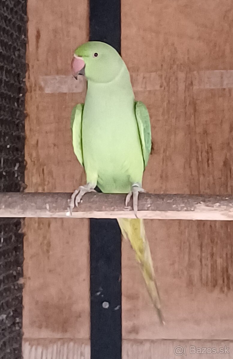 Predám alexander malý: