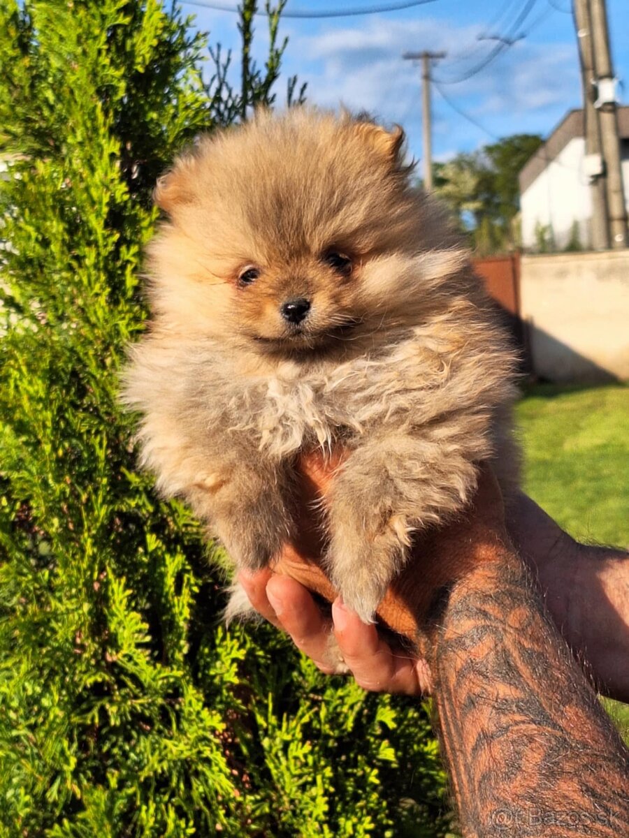 Oranžový špic -Pomeranian