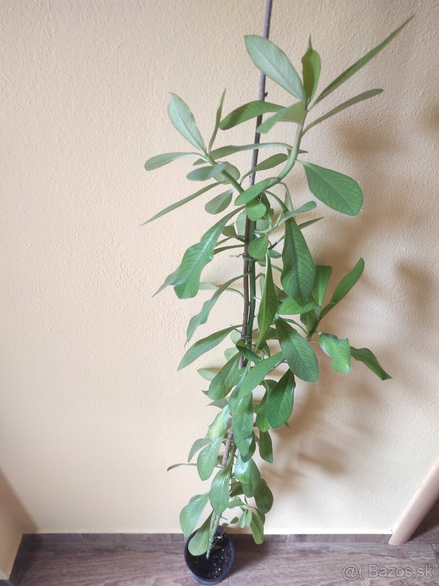 Euphorbia umbellata