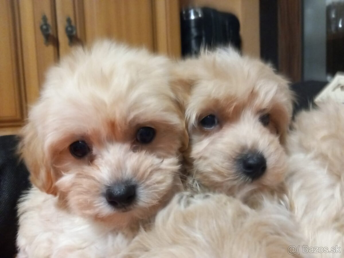 Maltipoo šteniatka.