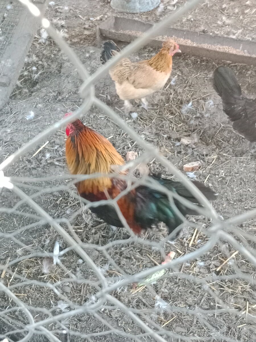Kohút liliput a gunar