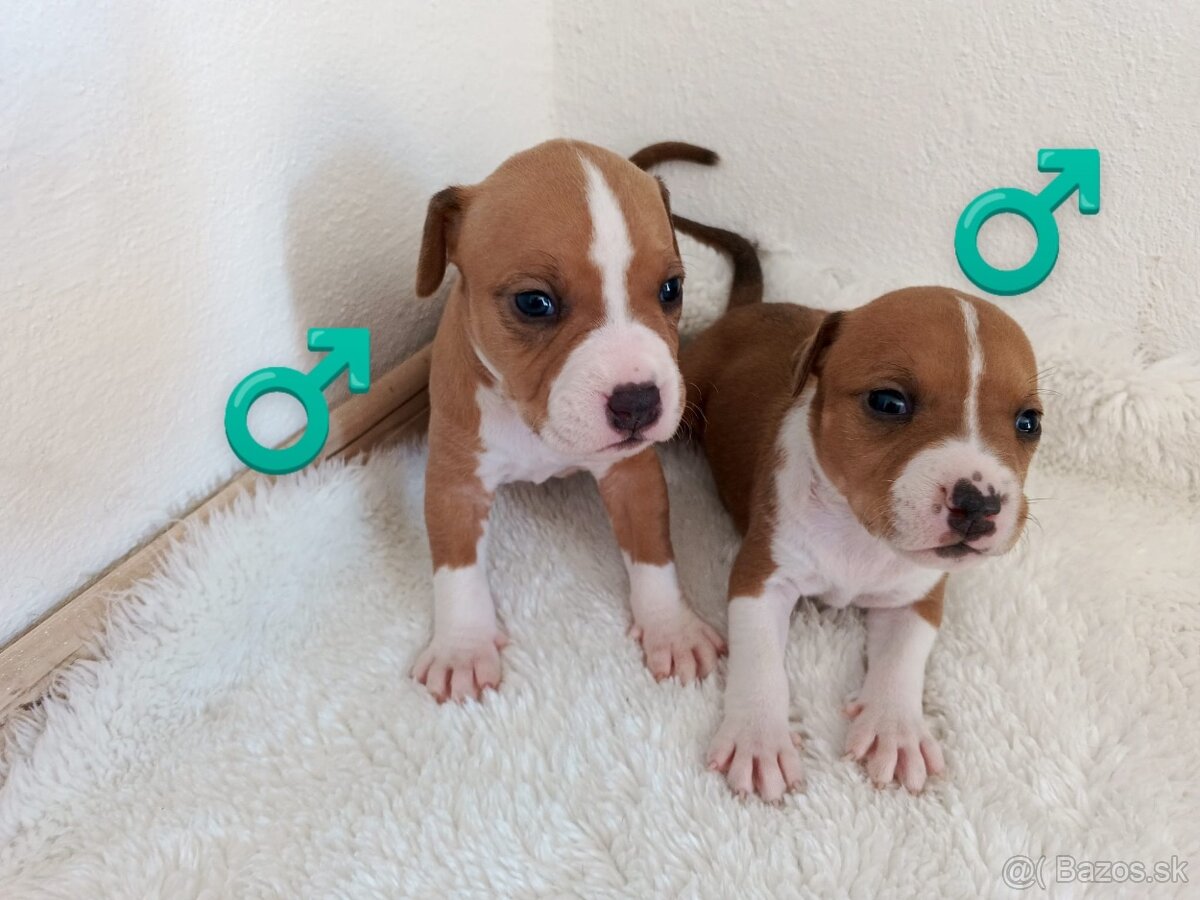 Ponúkam čistokrvné šteniatka – American Staffordshire Terrie