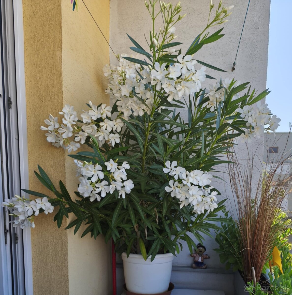 Oleander