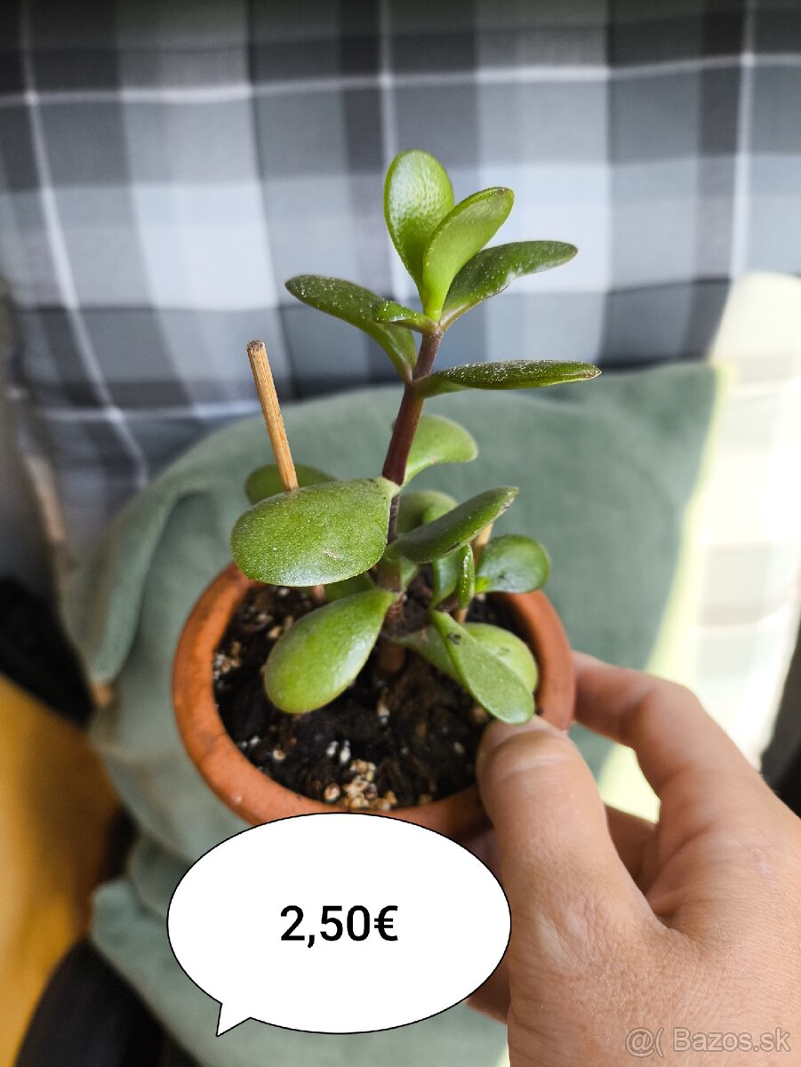 Rastlinky, letniace sa vonku