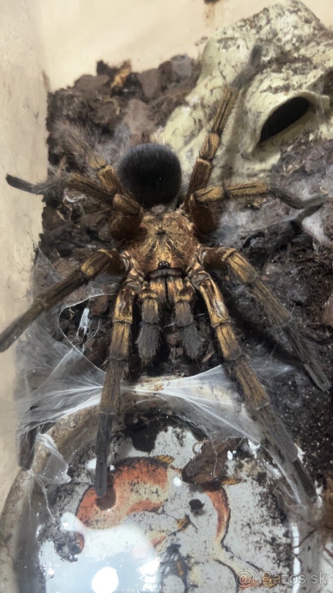 Pavuk Pformictopus auratu možna vymena za ineho