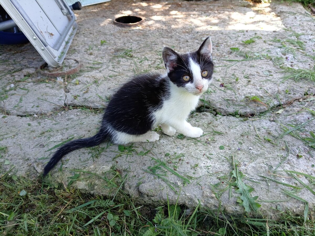 Darujem maciatka
