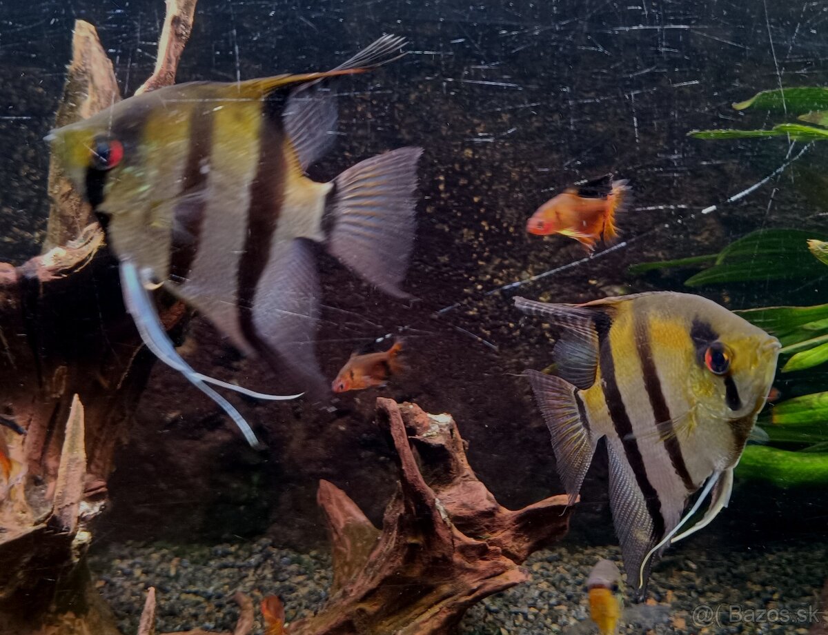 Darujem Skalár, Gurama perleťová, Tetra krvavá závojová