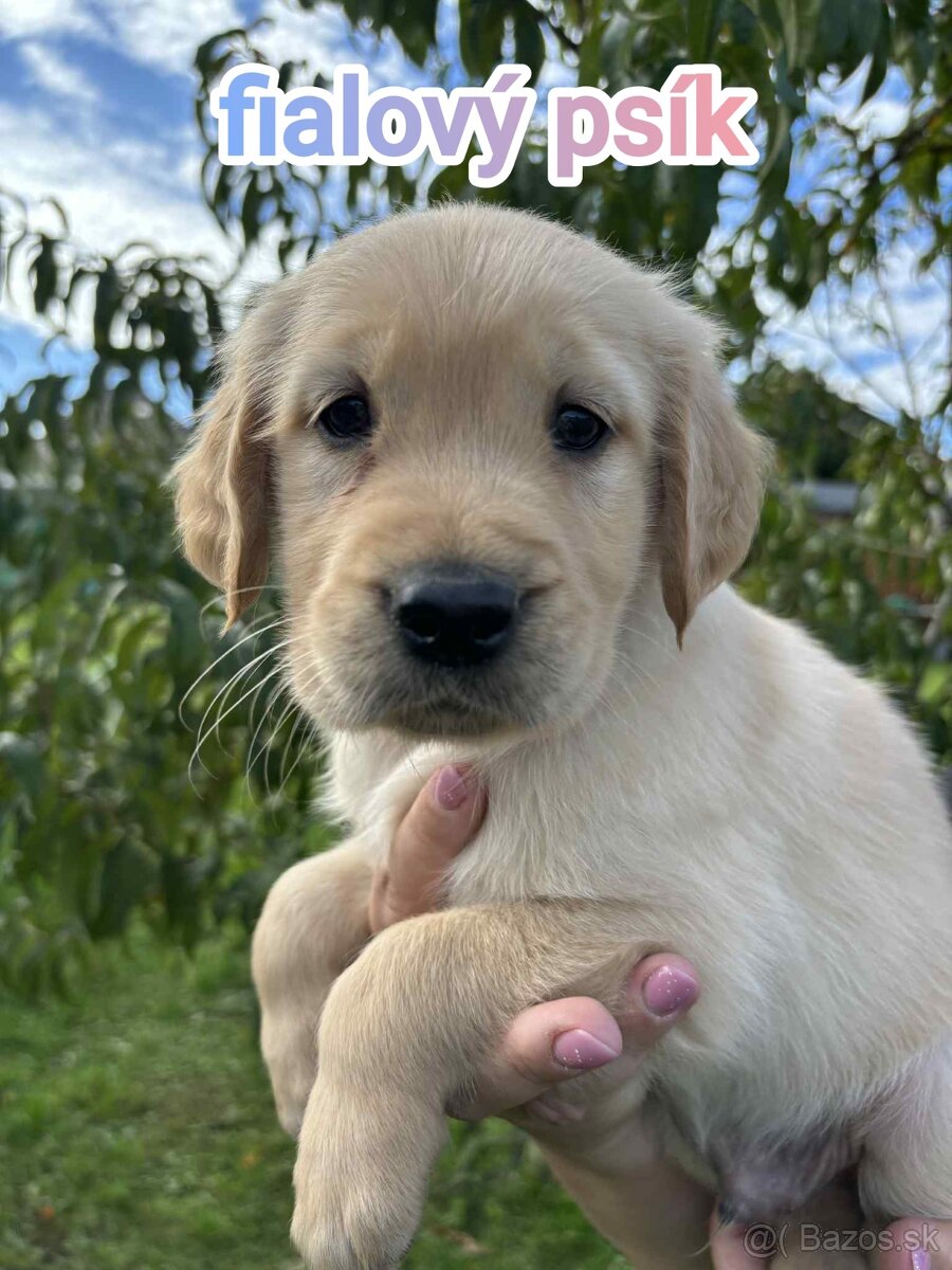 Šteniatka zlatý retriever