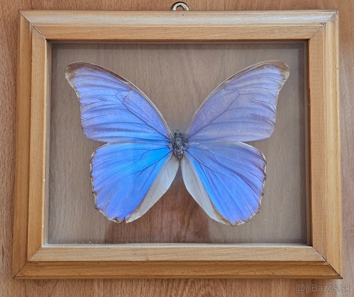 Zbierka motýľov v rámikoch