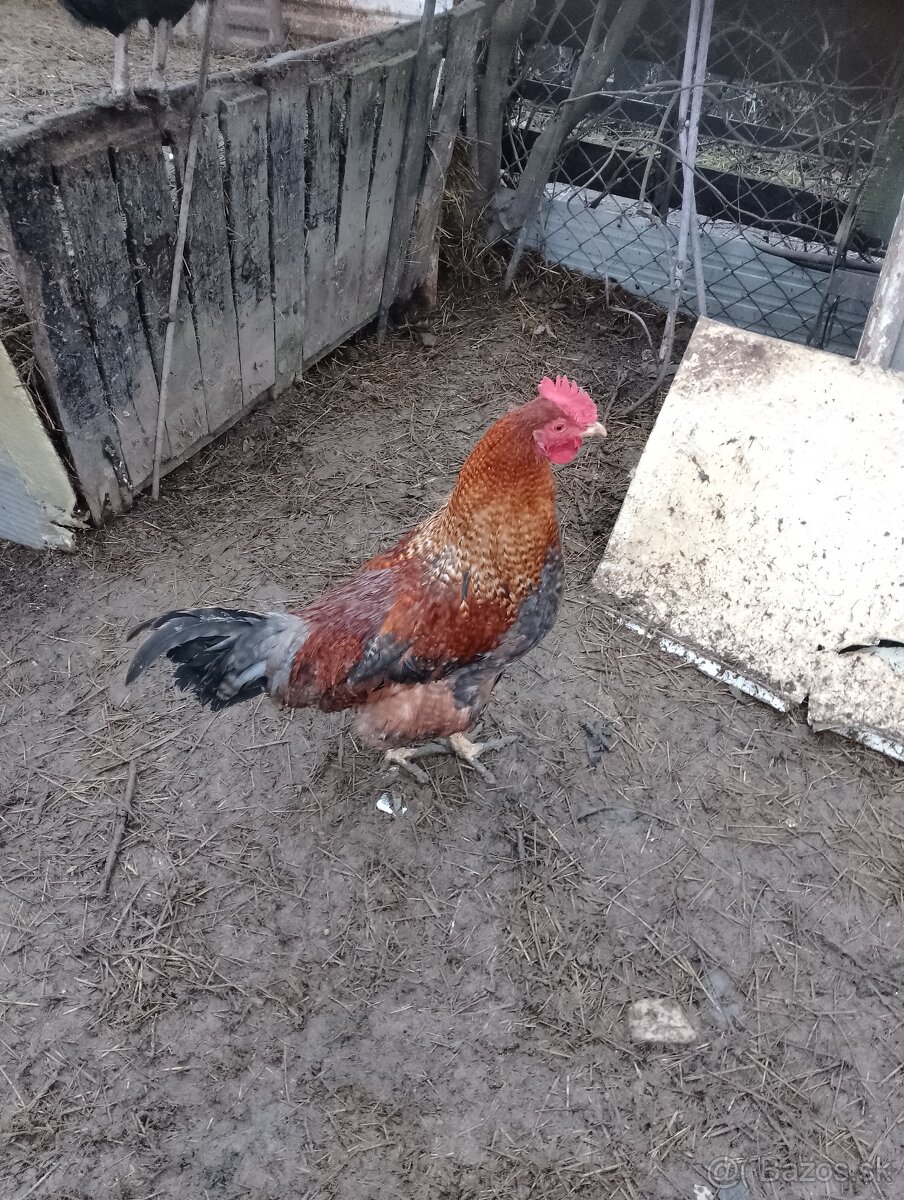 Predám mladé kohuty