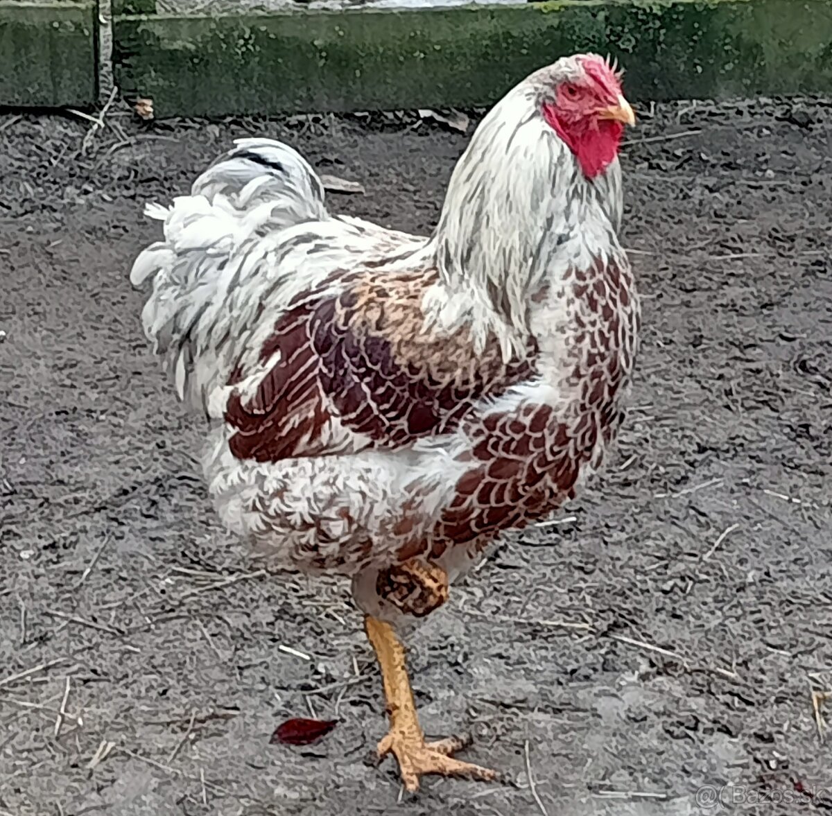 Predam wyandotky zlate