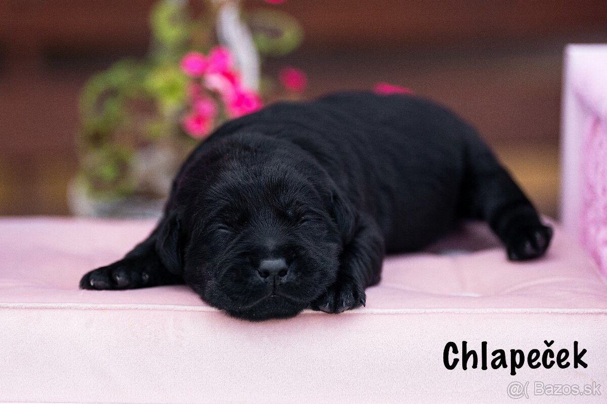 Labradorský Retriever s PP