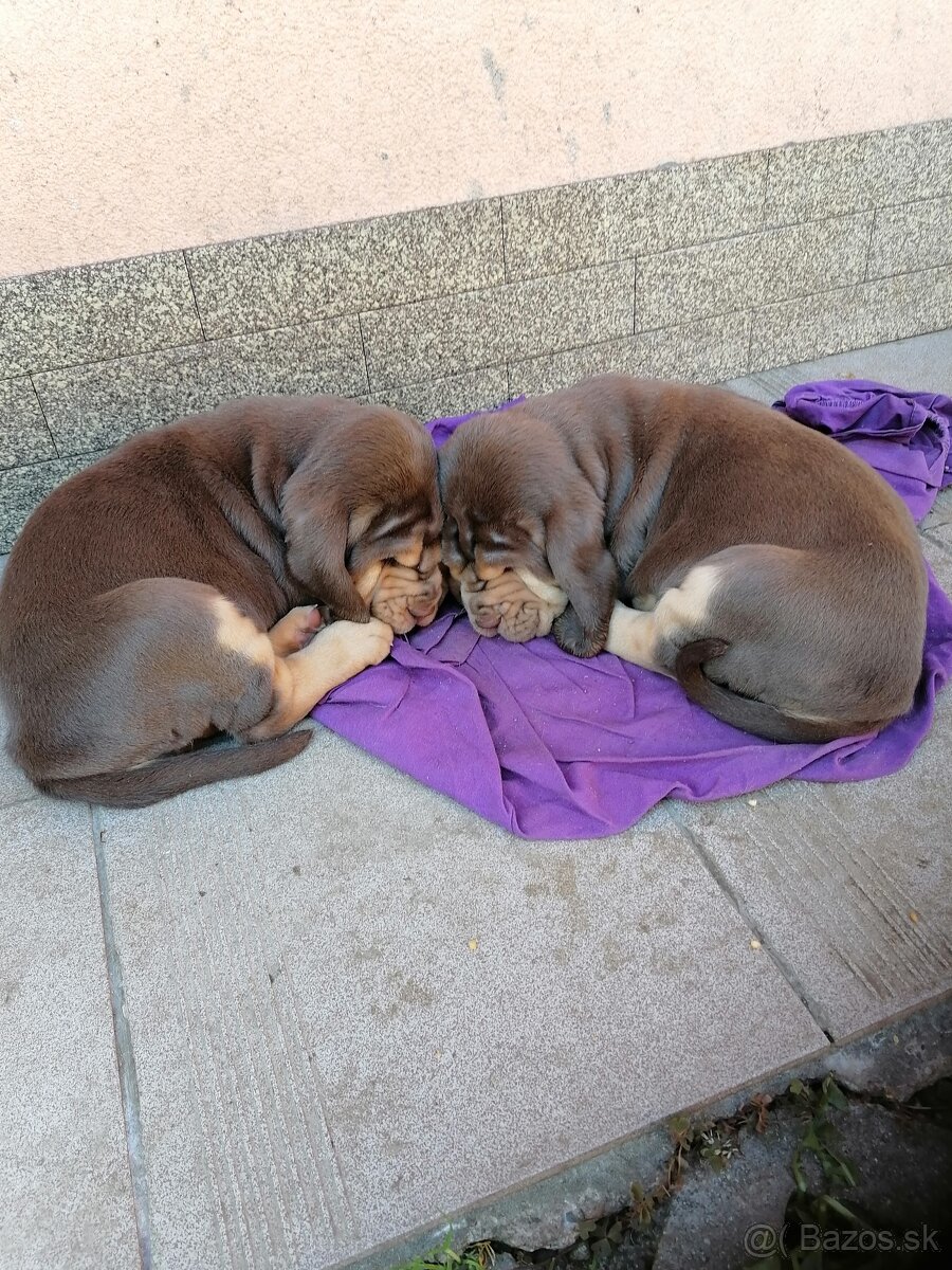 Bloodhound