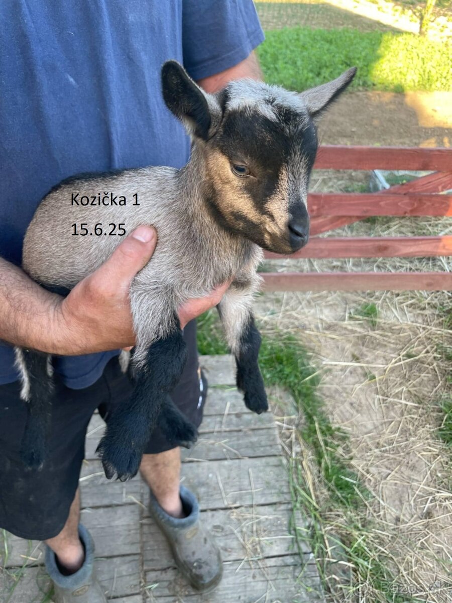 Holanské mini kozy REZERVOVANÉ