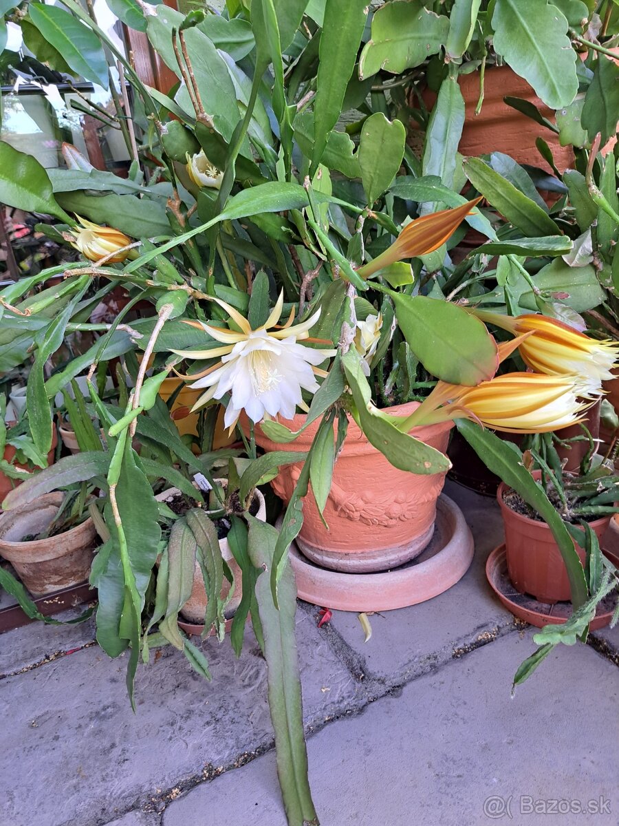 Epiphylum - listový kaktus biely