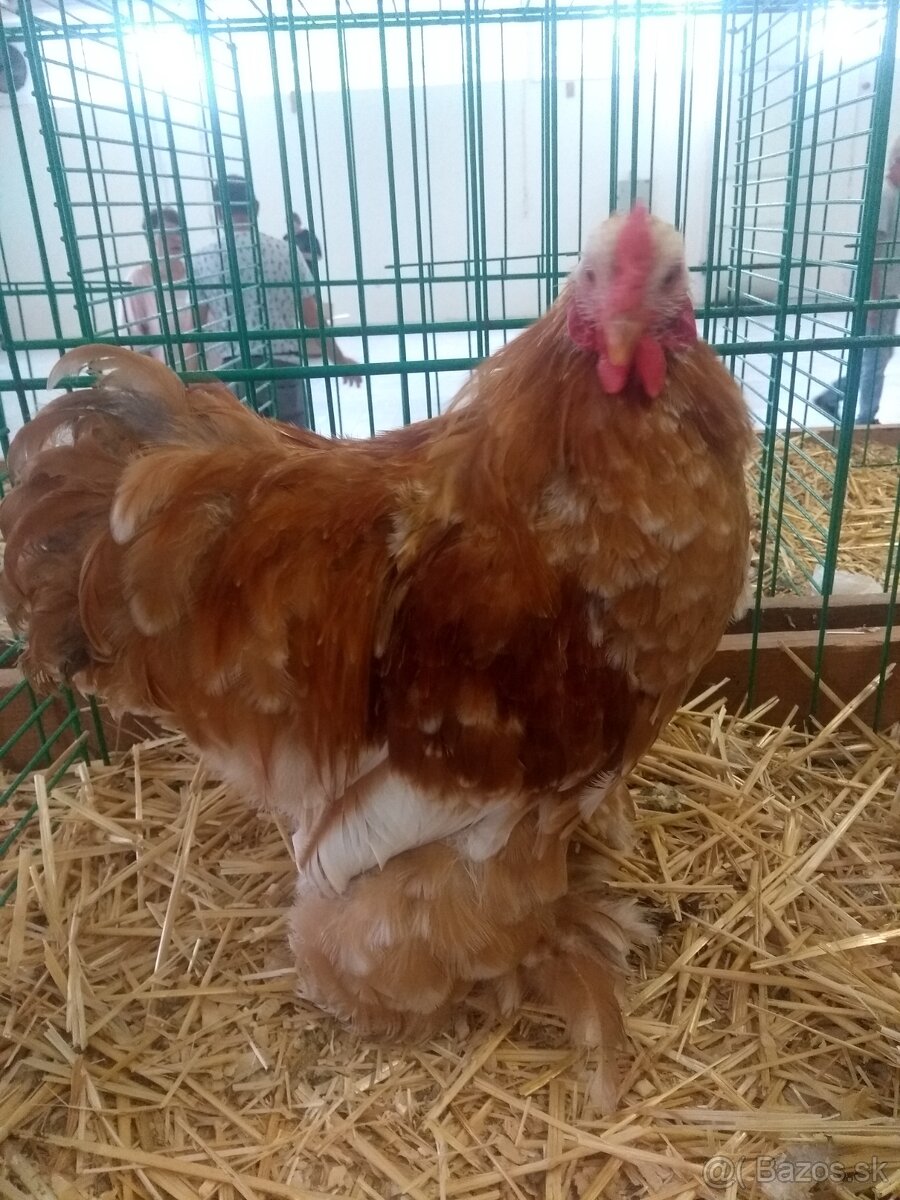 Kočinka zdrobnelá